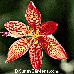 Belamcanda chinensis, Leopard Flower