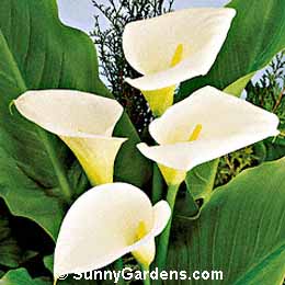 Zantedeschia aethiopica, Calla Lily, Common Calla, Arum Lily
