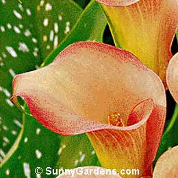 Zantedeschia rehmanii, Pink Opal Calla, Pink Arum