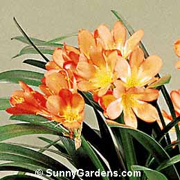 Clivia miniata, Kaffir Lily