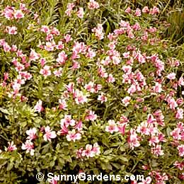 Alstroemeria, Peruvian Lily