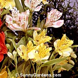Alstroemeria, Meyer's Hybrid Alstroemeria