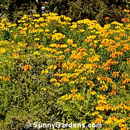 Alstroemeria aurantiaca, Peruvian Lily