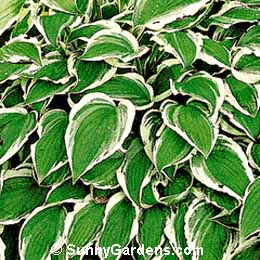 Hosta, White Edged Hosta, Plantain Lily, Funkia