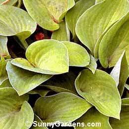 Hosta, Gold Edger Hosta, Plantain Lily, Funkia