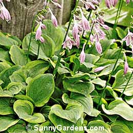 Hosta, Gold Edged Hosta, Plantain Lily, Funkia