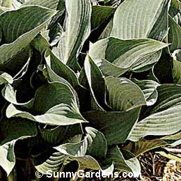 Hosta, Plantain Lily, Funkia