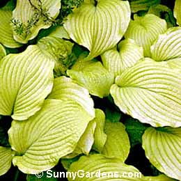 Hosta, Plantain Lily, Funkia