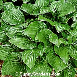 Hosta x, Plantain Lily, Funkia