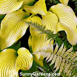 Hosta, Plantain Lily, Sun Power Hosta, Funkia