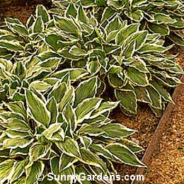 Hosta crispula, Plantain Lily, Funkia