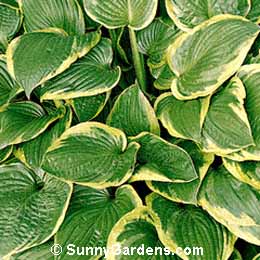 Hosta fortunei, Golden Edged Hosta, Plantain Lily, Funkia