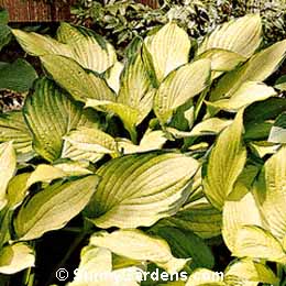 Hosta fortunei, Plantain Lily, Funkia
