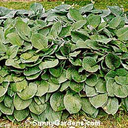Hosta fortunei, Plantain Lily, Funkia