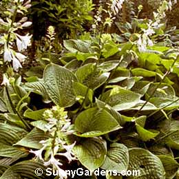 Hosta montana, Oba-giboshi, Plantain Lily, Funkia