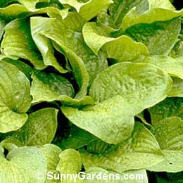 Hosta plantaginea, Hosta, Plantain Lily, Funkia