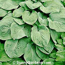 Hosta sieboldiana, Plantain Lily, Funkia