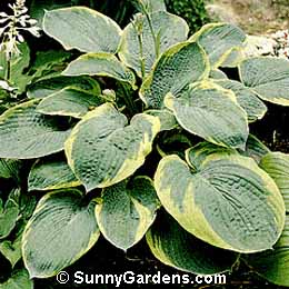 Hosta sieboldiana, Golden Edge Hosta, Plantain Lily, Funkia