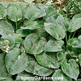 Hosta tokudama, Tokudama Hosta, Plantain Lily, Funkia