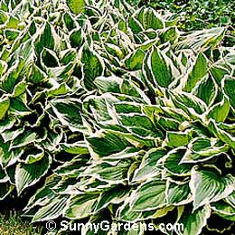 Hosta undulata, Wavy-leaved Plantain Lily, Plantain Lily, Funkia