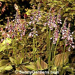 Hosta ventricosa, Blue Plantain Lily, Blue Hosta, Plantain Lily, Funkia