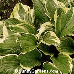 Hosta ventricosa, Variegated Plantain Lily, Plantain Lily, Funkia