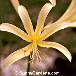 Lycoris aurea, Golden Lycoris