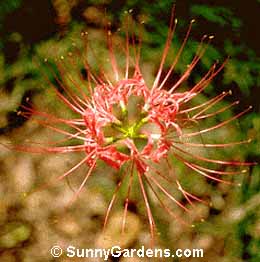 Lycoris radiata, Spider Lycoris