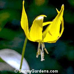 Erythronium grandiflorum, Lamb's Tongue Fawn Lily, Avalanche Lily, Dog-tooth Lily