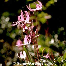 Erythronium hendersonii, Dog-Tooth Violet, Trout Lily, Henderson Fawn Lily
