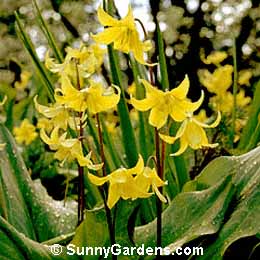 Erythronium tuolumnense, Dog-Tooth Violet, Trout Lily, Fawn Lily