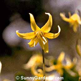 Erythronium tuolumnense, Trout Lily