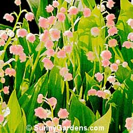 Convallaria majalis, Lily-of-the-Valley