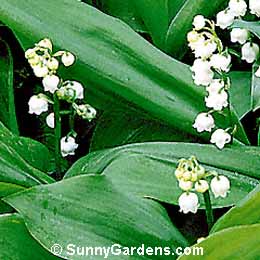 Convallaria majalis, Lily-of-the-Valley