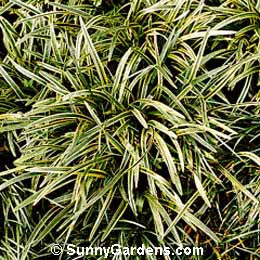 Liriope muscari, Big Blue Lilyturf