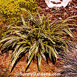 Liriope muscari, Variegated Lilyturf