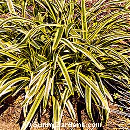 Liriope muscari, Blue Variegated Lilyturf