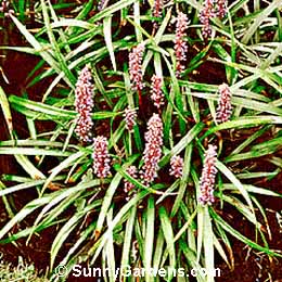 Liriope spicata, Creeping Lilyturf