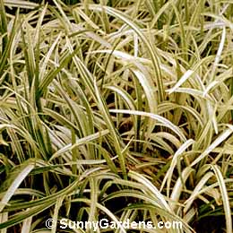 Liriope spicata, Lilyturf