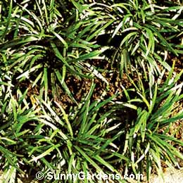 Ophiopogon japonicus, Mondo Grass, Lily Turf