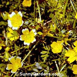 Limnanthes douglasii, Meadow Foam, Poached Egg Plant