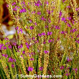 Linaria purpurea, Purple Toadflax