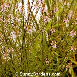 Linaria purpurea