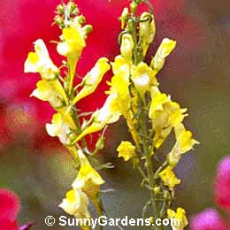 Linaria vulgaris, Butter-and-Eggs, Common Toadflax, Wild Snapdragon