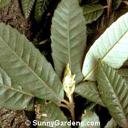 Lithocarpus densiflorus, Tanbark Oak, Quercus densiflora