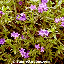 Lithodora diffusa, Lithospermum diffusum