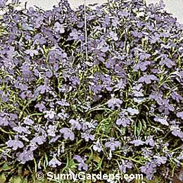 Lobelia erinus, Annual Lobelia