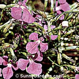 Lobelia erinus, Annual Lobelia
