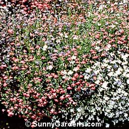 Lobelia erinus, Annual Lobelia