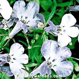 Lobelia erinus, Annual Lobelia